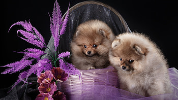 Two Spitz Sitting in a Basket, animal, dog, puppy, cute, flowers, spitz HD wallpaper