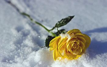 Yellow Rose, snow, beautiful, flowers, unique HD wallpaper