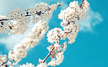 Macro, Bloom, Flowering, Branch, Spring HD wallpaper