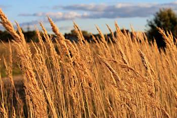 Nature, Grass, Sky, Field HD wallpaper