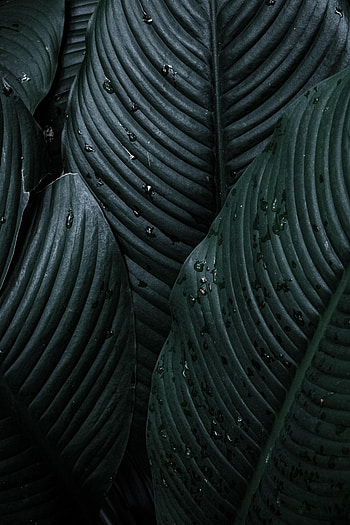 Leaves, Plant, Dark, Spathiphyllum HD phone wallpaper