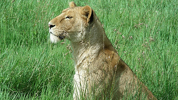 Animals, Lions HD wallpaper