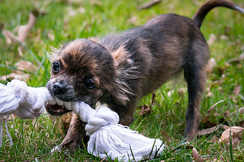 Animals, Dog, Muzzle, Puppy, Rope HD wallpaper