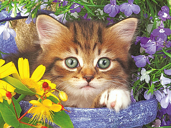 Garden Helper, cat, flowers, painting, blossoms HD wallpaper