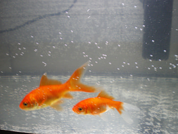 my gold fish, fish, my, gold, nice HD wallpaper