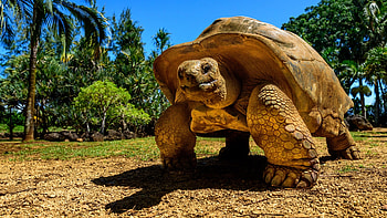 Galapagos challenge, Ultimate travel destination, Mysterious isles, Nature's paradise HD wallpaper