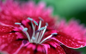 Pink, Flower, Macro, Petals, Stamen HD wallpaper