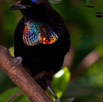 Blue Eyes, blue, amazing, black, bird HD wallpaper