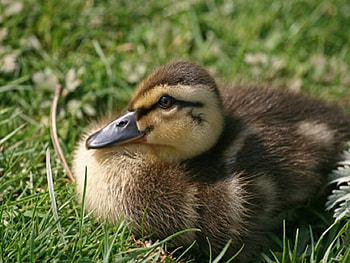 Cute Duckling, ducks, baby, cute, , duckling HD wallpaper