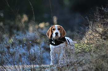 Animals, Dog, Stroll, Beagle HD wallpaper