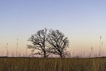Nature, Trees, Grass, Field HD wallpaper