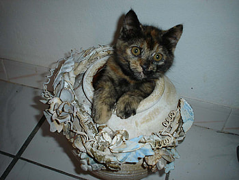 My name is ...Little Innocence :), sweet, animals, innocent, cat, little innocence HD wallpaper