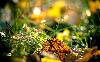 Plants, Grass, Leaves HD wallpaper