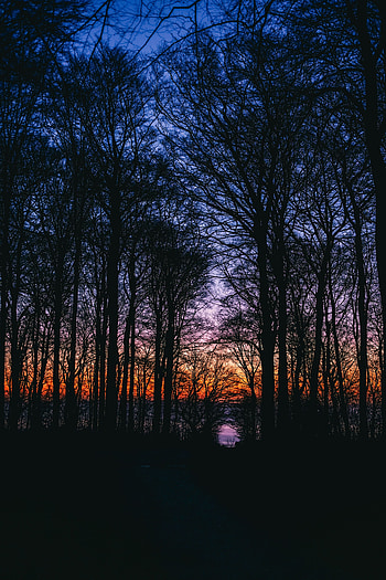 Trees, Sunset, Sky, Dark, Branches HD phone wallpaper