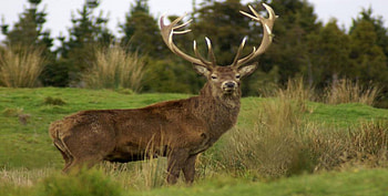 big red stag, deer, trees, grassland, stag, tussock HD wallpaper