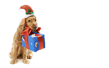For you!, dog, animal, craciun, cute, gift, box, christmas, funny, hat, caine HD wallpaper