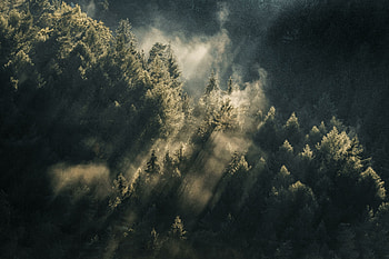 Lights through woods, green forest, aerial view HD wallpaper