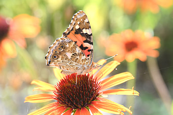Quad — Sunlit Butterfly on Orange Coneflower, Animal, butterfly HD wallpaper
