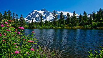 Mount Shuksan and Highwood Lake, washington, trees, sky, flowers, mountain, usa HD wallpaper