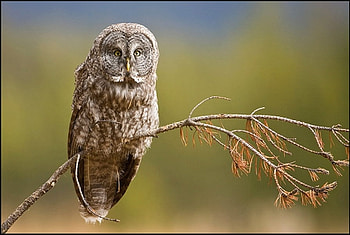 ON A BRANCH, preditor, brown, feathers, bird, owl HD wallpaper