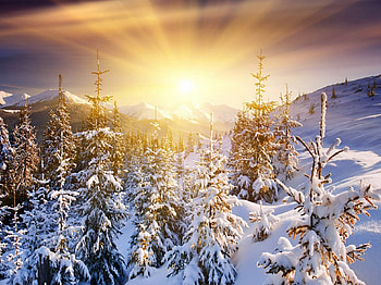 Flash, winter, trees, snow, sunrise HD wallpaper