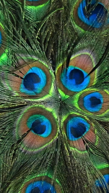 Peacock Feather, Peacock Pattern, peacock, pattern HD phone wallpaper
