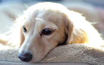 Animals, Shine, Light, Dog, Muzzle, Wool HD wallpaper