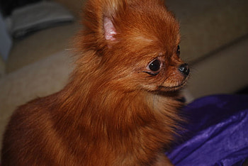 CUTE LITTLE POM, dog, cute, toy, pom HD wallpaper