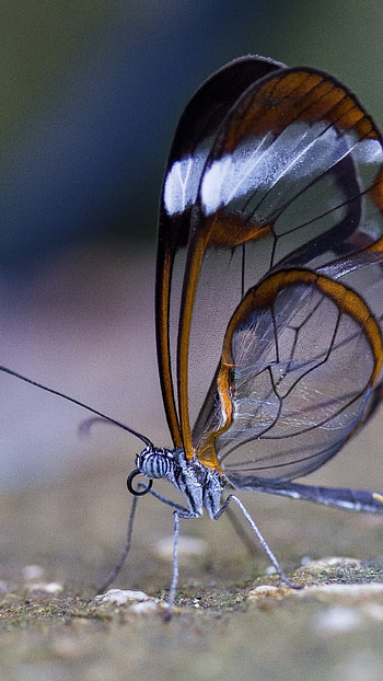 Butterfly, Dragon Butterfly HD phone wallpaper