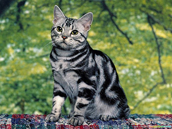 Animals, Cats HD wallpaper