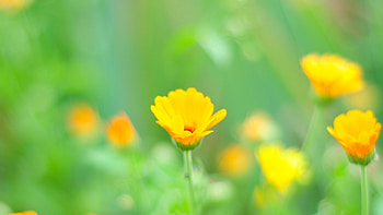 Flowers, Grass, Macro, Polyana, Glade HD wallpaper