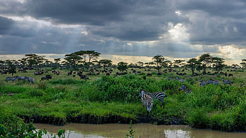 Serengeti National Park, Great plains of Africa, Microsoft Windows spotlight, Serene landscapes HD wallpaper
