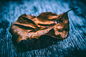 Macro, Close-Up, Sheet, Leaf, Dry HD wallpaper