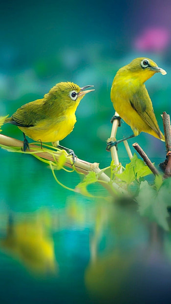 Javan white-eye, Birds HD phone wallpaper