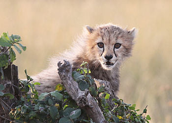 Animals, Grass, Cheetah, Young, Joey, Bark HD wallpaper