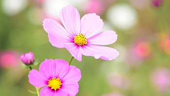 Cosmea floral bloom, Herbaceous, Cosmea, Perennial, Leaves are pinnate or bipinnate, Flowers are produced in a capitulum HD wallpaper