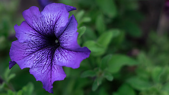 Flora, natural, nature, flower HD wallpaper
