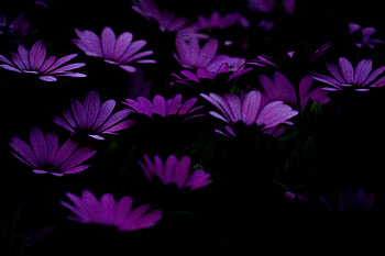 Flowers, Violet, Dark, Purple HD wallpaper
