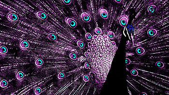 Peacock , resolution, Beautiful bird, Stunning visuals HD wallpaper