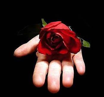 Rose 4u, sexy, rose, love, red, hot, hand HD wallpaper