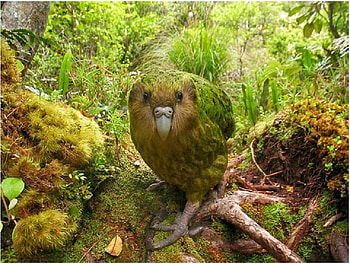 Kakapo, amazing, jungle, strange, green HD wallpaper