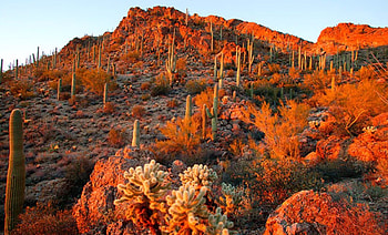Autumn In Arizona, Nature, Arizona, Deserts, Autumn HD wallpaper