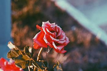 Flowers, Flower, Rose Flower, Rose, Bud, Blur, Smooth HD wallpaper