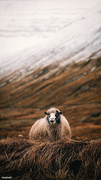 graphy inspiration, Dreamy sheep scenes, Inspiring captures, Artistic expressions in nature HD phone wallpaper