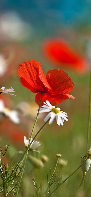 Poppy flower, Macro graphy, , Floral paradise HD phone wallpaper