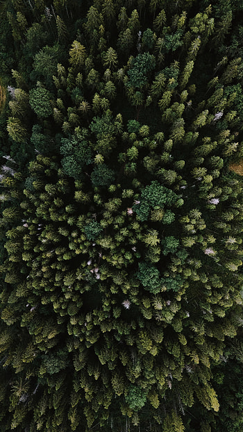 Nature, Trees, View From Above, Forest, Spruce, Fir HD phone wallpaper