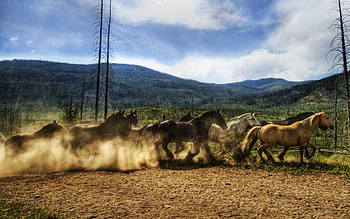 Animals, Sky, Horses, Dust, Herd, Run, Running HD wallpaper