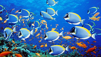 pics fish marine blue background HD wallpaper