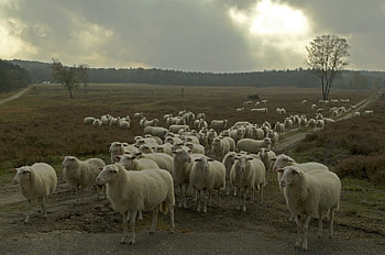 Sheep , Beautiful visual design, Serene wooly creatures, Peaceful countryside scenery HD wallpaper