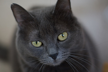 Animals, Cat, Fluffy, Muzzle, Sadness, Sight, Opinion, Sorrow HD wallpaper
